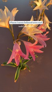 After rare desert rains, the Sandhof lilies of Namibia emerge from the sand, turning an otherwise harsh landscape into a soft wash of pinks and whites. Their bloom is brief, sometimes lasting only days, making them one of the desert’s most special and fleeting sights. A quiet reminder that even the driest places hold moments of extraordinary beauty. #Namibia #flowers #photography #travel #explorer | Kyle Goetsch Photography