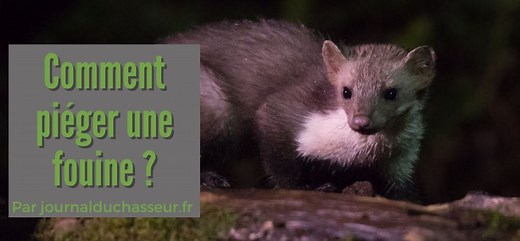 Comment piéger une fouine ?