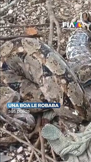 Harta de que le robaran sus pollos… descubrió que el ladrón era una boa de más de dos metros