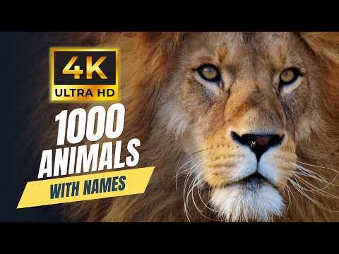 1000 ANIMALS NAMES 4K ULTRA HD | RELAXATION