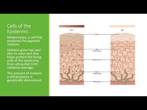 BIO 210 Chapter 5 PPT Recording