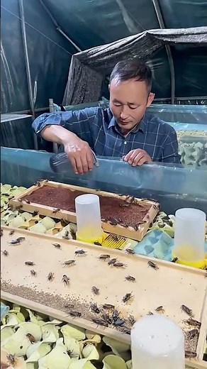 How is mass cricket farming done? #trendingshorts