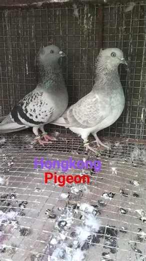 Cooler Cotial pigeon #shortvideo #vairalvideo #reels #kabootar #fancypigeon #kabutarstatus #pigeon