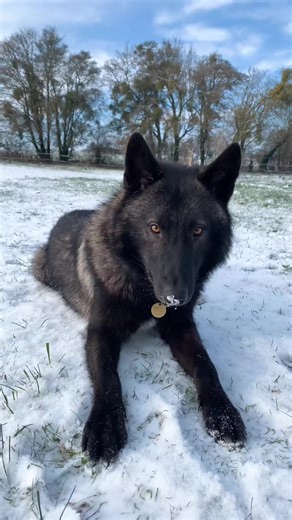 Les deux loups dans la neige 🐺❄️#wolfdog #chienloup #chienloupeuropeencf #wolf #bergerallemand #germanshepherd #dog #winter #snow #neige #fypシ #foryou | German Shepherd SRA
