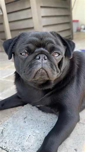 Voodoo is wondering when we’re going to the dog park. 🖤🐾 #pug #puppy #dog #pugsoftiktok #dogpark