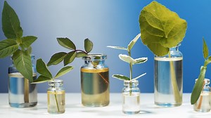 How to Use Essential Oils