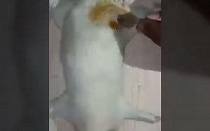 Chronic constriction injury of sciatic nerve model