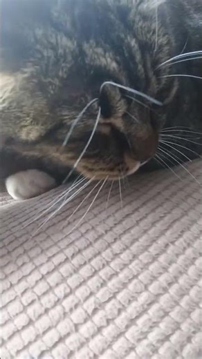 We interupt Your doomscrolling #cat #adorably #cuteanimal #adoreble #cutecat