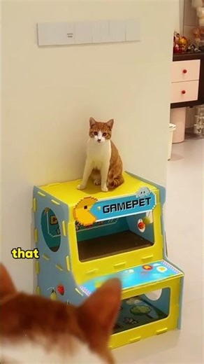 When a Stray Replaces Your Cat