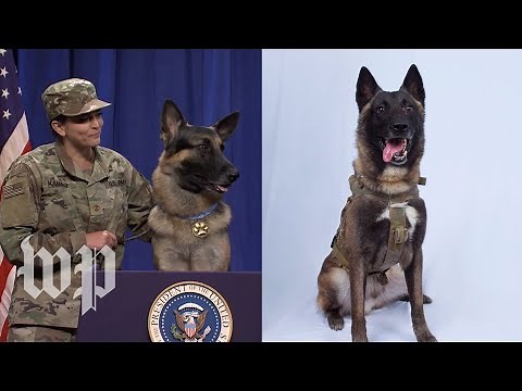 SNL's latest star to mock Trump: A real, live dog