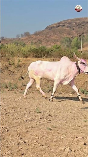 नाद खिल्लार जातीचा वारसा महाराष्ट्राच्या परंपरेचा 🚩🚩