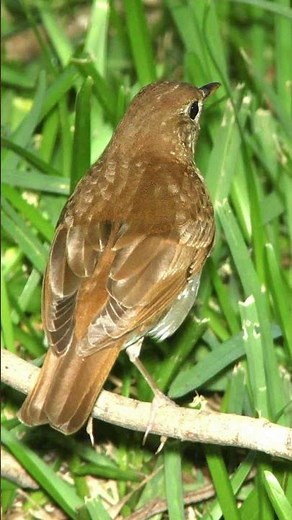 Veery Bird Song Video: Bird Songs Eastern North America-Nature Sounds for Relaxation