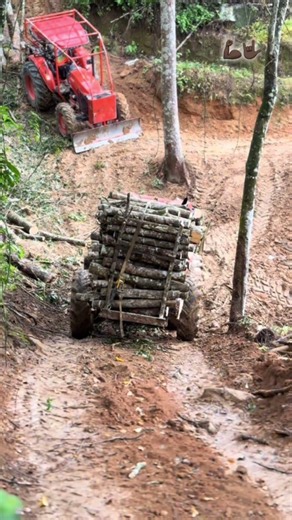 Extreme Logging: Compact Tractor vs. Impossible Slope 🌲🚜 #tractor #tractorlife