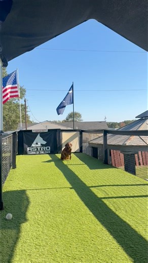 The best way to spend a birthday? Dock diving at Astro Kennels, of course! #leaderofthepack #astrodog #birthday #dockdiving | Astro Kennels