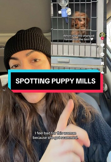 Basic Tips for Spotting Puppy Mills Successfully