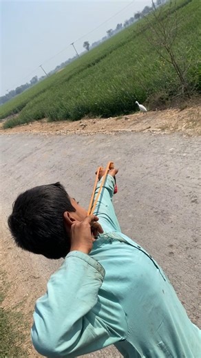 unbelievabl cattle egrat hunting with Slingshot #birds #cattle egrat hunting