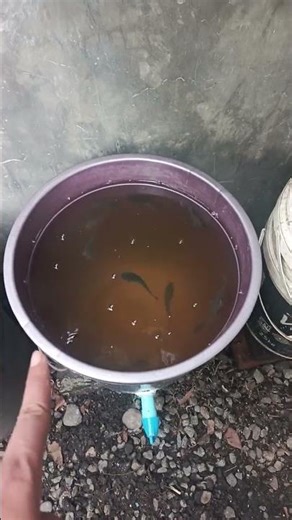 cara menggunakan Em4 perikanan untuk budidaya lele, BUDIKDAMBER