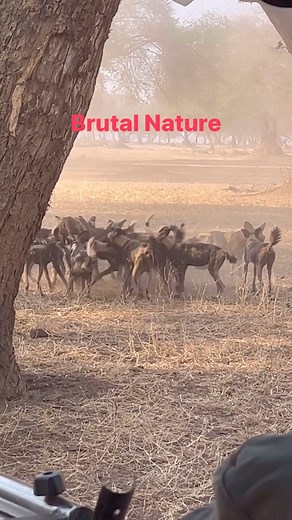 Follow👉IG @bigcatsnamibia Now ! ⬇️Book Your Safari Now!!⬇️ Why Do Wild Dogs Eat Prey from Behind ? Wild dogs are among the most effective predators in the African animal kingdom. Credits @markbushlife It is common to talk about their habit of attacking their prey from behind. This is done to avoid entering into combat with the animal since their prey usually outnumbers them in size. In that sense, attacking from behind gives them an advantage over their victim to dominate it more efficiently an