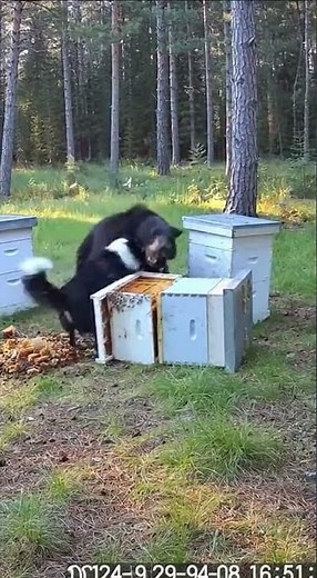 Karelian Bear Dog vs Black Bear