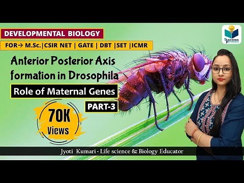 ANTERIOR-POSTERIOR AXIS FORMATION IN DROSOPHILA (PART-3) | CSIR NET |DEVELOPMENTAL BIOLOGY