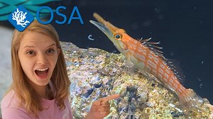 Salty Ali is here to tell you all about the longnose hawk! | OSA Aquarium Superstore & Services | Facebook