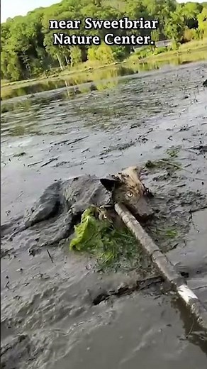 Coyote rescued from marshlands in St. James