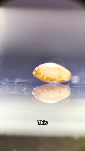 1.3M views · 8.5K reactions | Have you ever seen a TICK shed its...