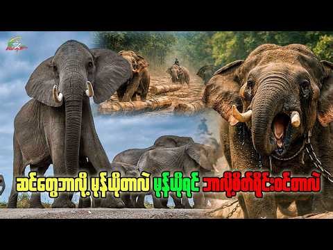 ဆင်တွေ ဘာလို့ မုန်ယိုတာလဲ၊ သဘောကောင်းတဲ့ဆင်တွေ မုန်ယိုရင် ဘာလို့ စိတ်ရိုင်းဝင်သွားရတာလဲ