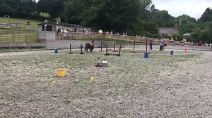 2.4K views · 57 reactions | Everyday during August, we’ve got our pony races  Pony races at 1pm in the pony ride arena everyday. Tiger lily finds jumping a bit too much like hard work  | The Miniature Pony Centre | Facebook