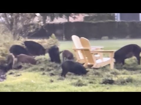 Wild hogs spotted tearing up lawns in Jacksonville’s Seven Pines neighborhood