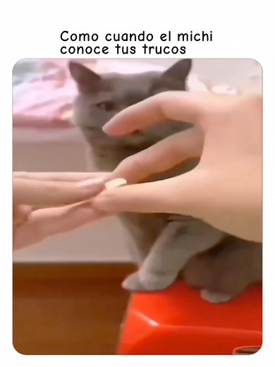 Cuando el michi conoce tus trucos #michi #truco #reelsviralシ #fypシ゚ #memes #virals | En Español Mundial