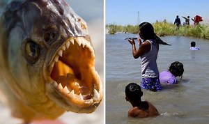 Terrifying moment piranhas surface after man dives in water