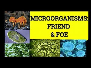 CLASS 8 SCIENCE CHAPTER 2 MICROORGANISMS: FRIEND AND FOE