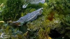 Cuttlefish Battle!! During the cuttlefish mating aggregation anything goes. A giant male cuttlefish attacks a mating pair of cuttlefish to steal the female. The female is the cuttlefish on the left. At the end of the video she simply goes with the winner - the bigger stronger male. Her new partner then shields her from other rivals. Video credit by @strong_ocean_media | Te Moana Expeditions l Lluís Masuet Expeditions