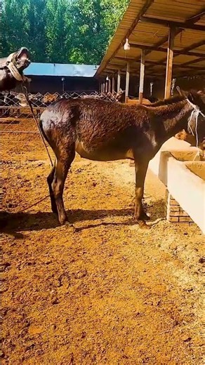 Funniest Donkey Ever Donkey Training the fun way 74