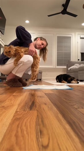 Cappy's rescue story! #orangecat #disabledcat #paresis #adopt | Katie Beth Miedaner