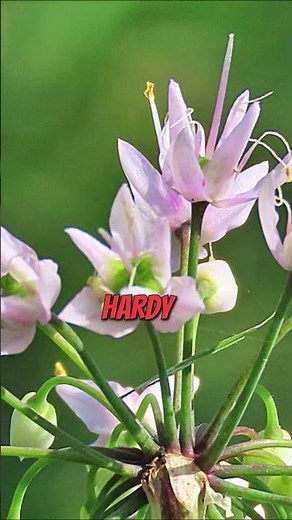 Discover Nodding Onion: A Must-Have for Your Pollinator Garden! #shorts