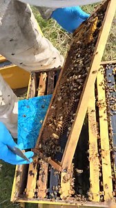 #Spring #Buildup underway. #Drone #Rearing going on. Spring #Splits happing soon. #Bees #Swarming is coming. | Honey Apple Farm