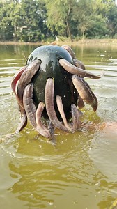 Watermelon fishing trap video #reels #video #trap | Discovery Site