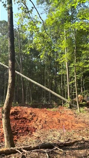 Deere pushing around some trees