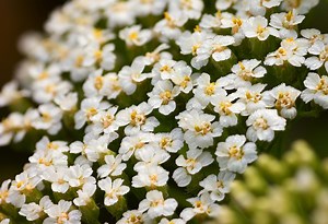 Yarrow