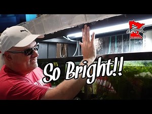 BEST LED Aquarium Lights for a Fish Room