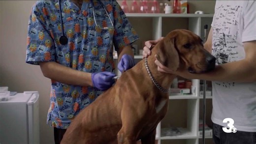 CDC releases new guidelines for importing dogs to the U.S.