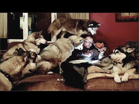 Huskies Being Dramatic & Weird For 10 Minutes - Cutest and Funniest Husky Puppy Moments