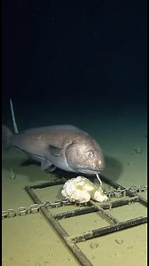 525K views · 4.7K reactions | A strange fish of unidentified species. #DeepSea #DeepSeaFish #OceanSecrets #SeaFloor #DeepSeaCreatures #SeaLife #OceanFacts | Deep Ocean World | Facebook