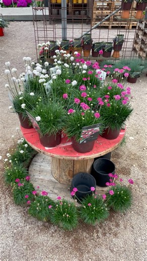 🌊🌸Découvrez l’Armeria Maritima ! 🌸🌊 | Horticulteurs Costil