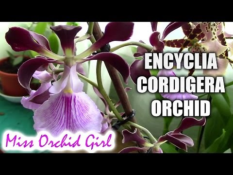 Encyclia cordigera - The cocoa orchid!