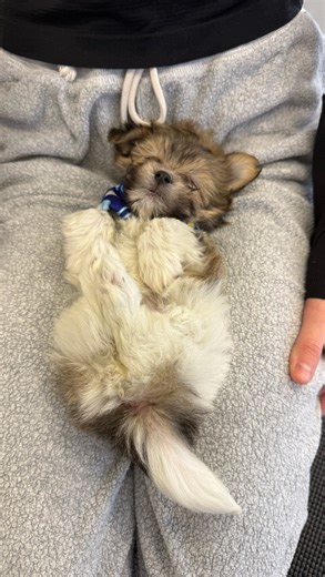 Puppy Yoga Rochester on Instagram: "Shih Tzu pups are coming to Rochester this weekend. 💛🐾 These fluffy little sweethearts are bringing calm cuddles, playful charm, and nonstop smiles to puppy yoga — pure cozy energy from start to finish. 🐶✨ 45 mins yoga + 30 mins puppy cuddles. 🤍 Rochester — Shih Tzus Come stretch, smile, and snuggle your way through the cutest workout ever! Spots are limited — link in bio to save your spot! 📍 #PuppyYogaRochester #ShihTzuPuppies #PuppyYoga #CutestWorkoutEv