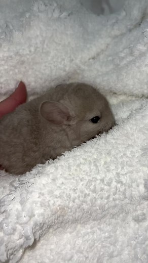 Chinchilla Babies Available for Adoption in Florida