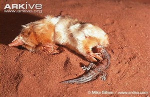 Marsupial mole - Alchetron, The Free Social Encyclopedia